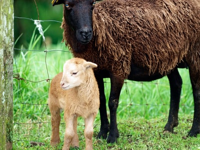 Standing beside the brown sheep brown calf
